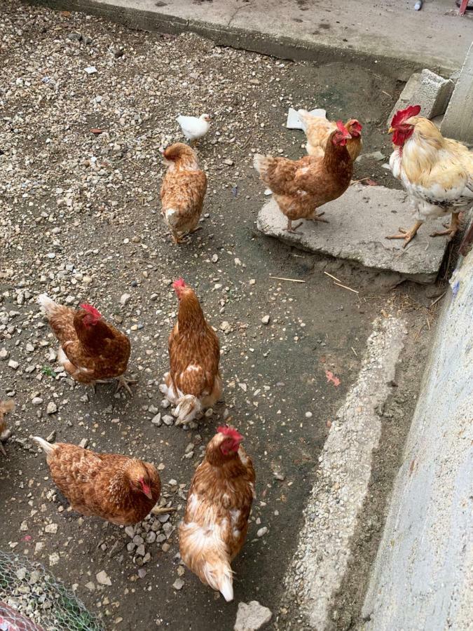 Gite Les Combes Terrasse 01340 Etrez Bresse Vallons Eksteriør bilde
